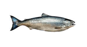 Willkommen 1 svg+xml;charset=utf